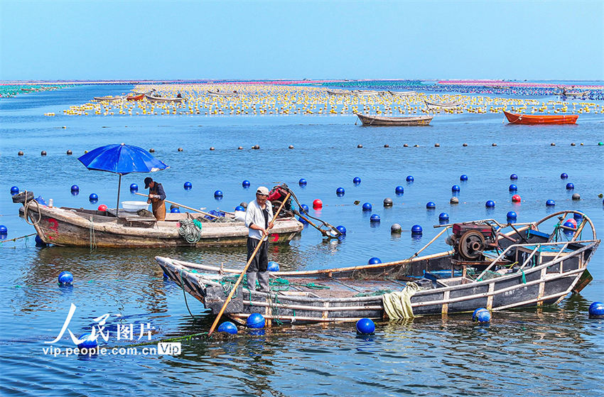 Zona aquícola ecológica de um rancho marinho em Rongcheng, província de Shandong, leste da China, em 10 de julho de 2024.