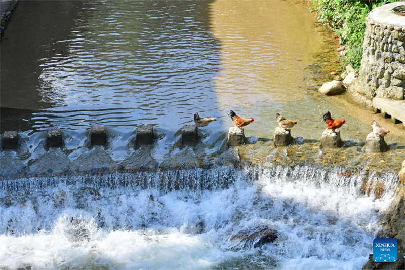 Aldeia do grupo étnico Miao na China promove revitalização rural para maior desenvolvimento