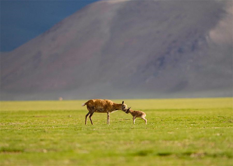 Enfoque: Estudos mostram progresso significativo na construção de barreiras de segurança ecológica em Xizang