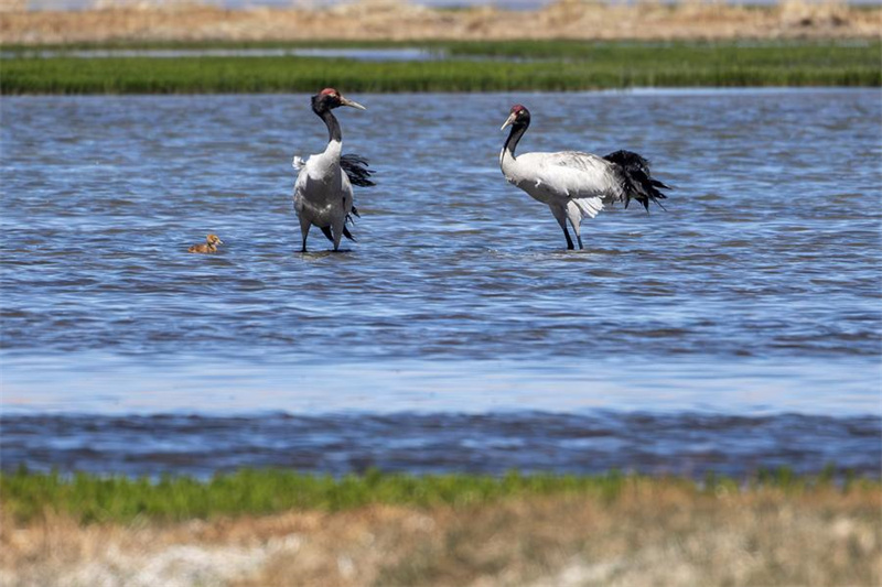 Enfoque: Estudos mostram progresso significativo na construção de barreiras de segurança ecológica em Xizang