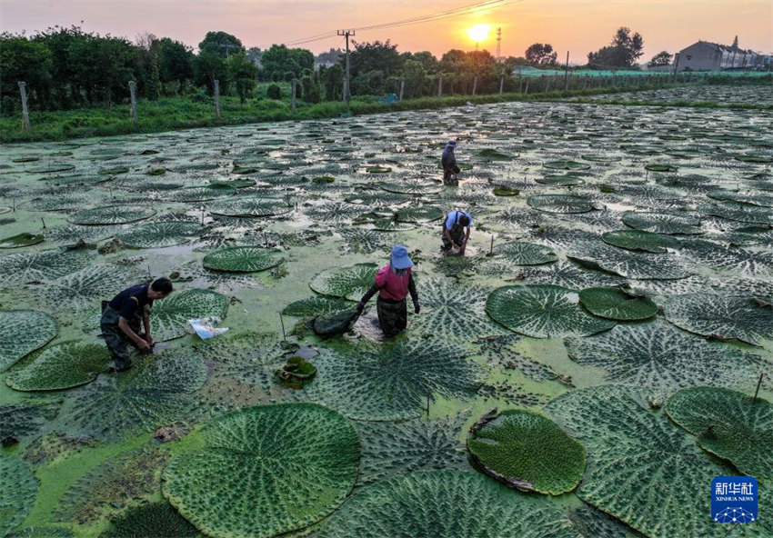 Galeria: colheita de Verão na China