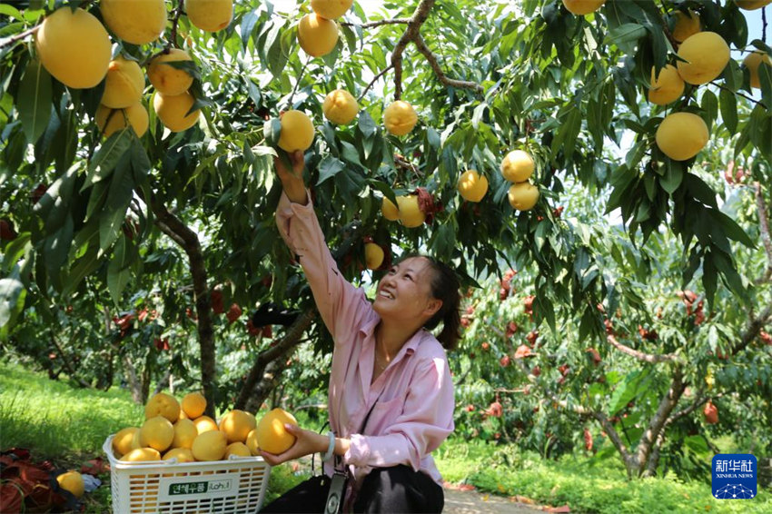 Galeria: colheita de Verão na China