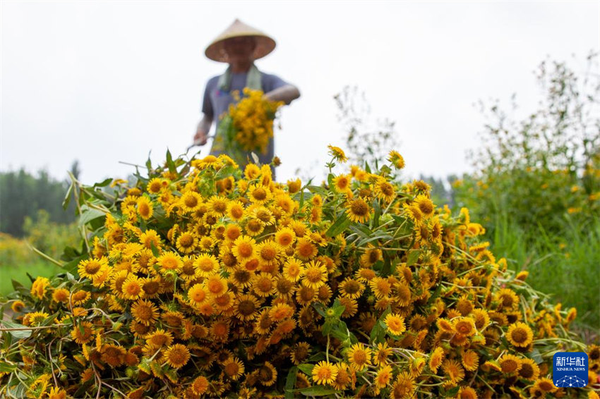 Galeria: colheita de Verão na China