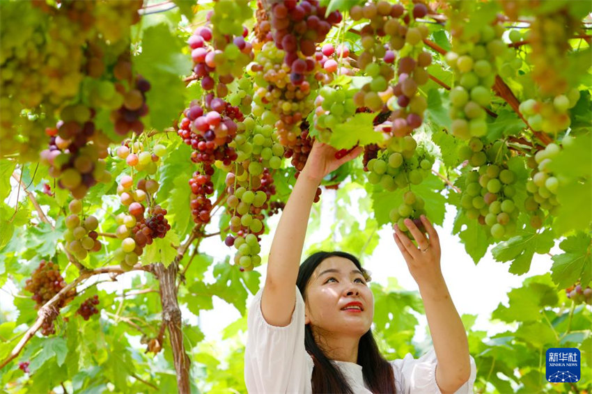 Galeria: colheita de Verão na China