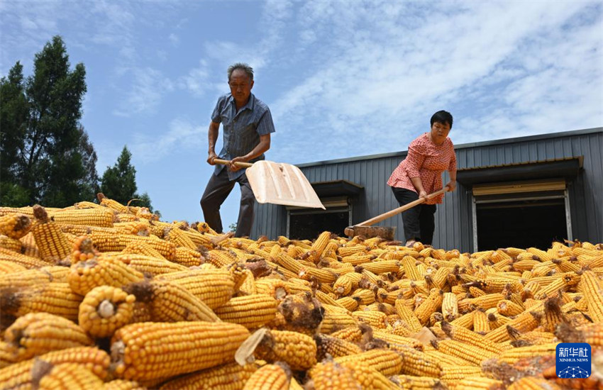 Galeria: China inicia colheita de outono