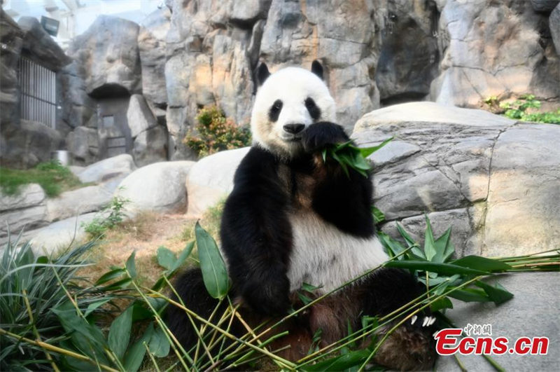 Pandas gêmeos nascem em Hong Kong