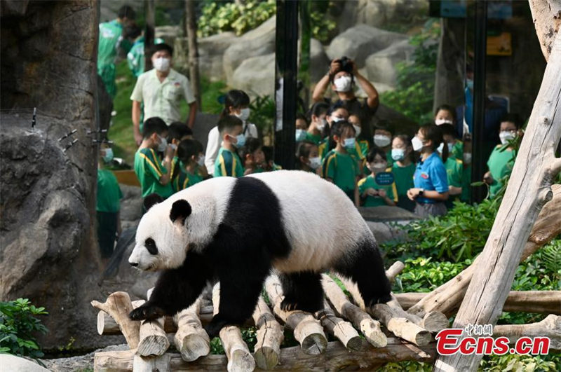 Pandas gêmeos nascem em Hong Kong