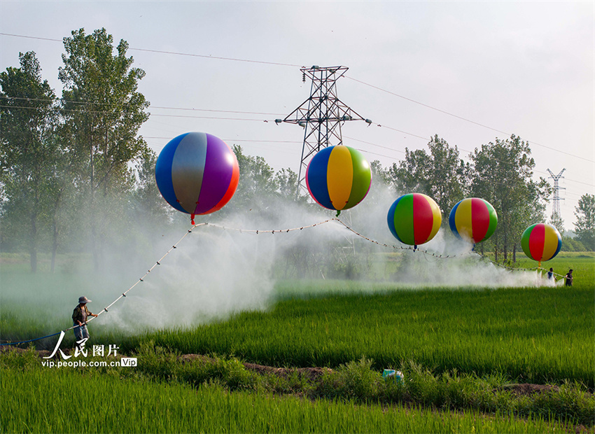 Suqian: irrigação com recurso a balões de hidrogênio usados em plantações de arroz