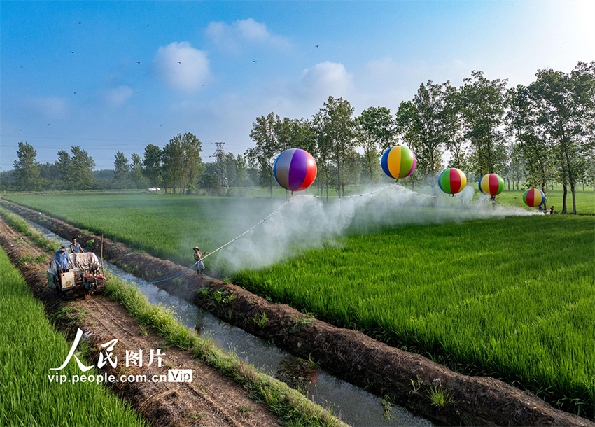 Suqian: irrigação com recurso a balões de hidrogênio usados em plantações de arroz