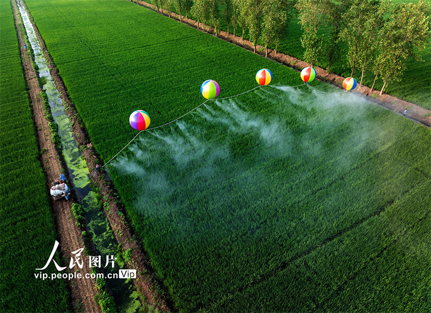 Suqian: irrigação com recurso a balões de hidrogênio usados em plantações de arroz