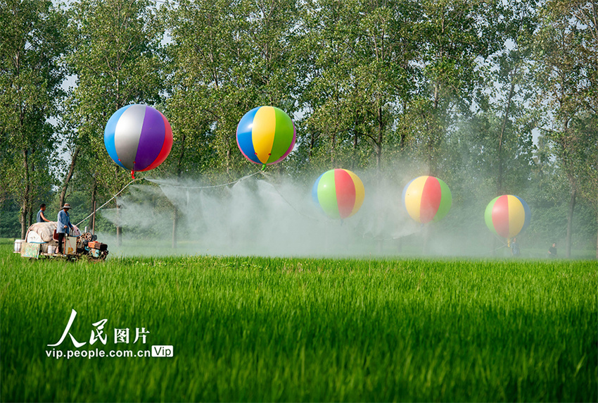 Suqian: irrigação com recurso a balões de hidrogênio usados em plantações de arroz