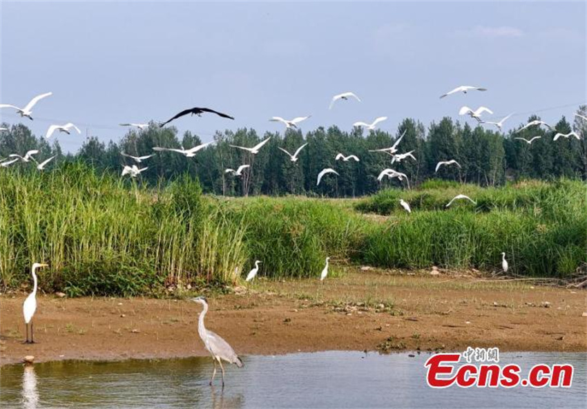 Pantanal Neiqiu: recuperação ecológica cria santuário de aves em Hebei