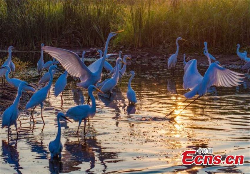 Pantanal Neiqiu: recuperação ecológica cria santuário de aves em Hebei