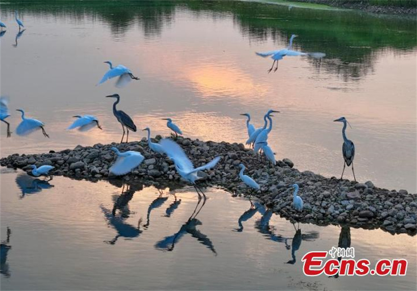 Pantanal Neiqiu: recuperação ecológica cria santuário de aves em Hebei