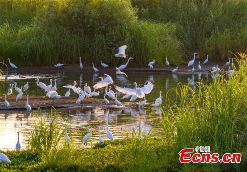 Pantanal Neiqiu: recuperação ecológica cria santuário de aves em Hebei