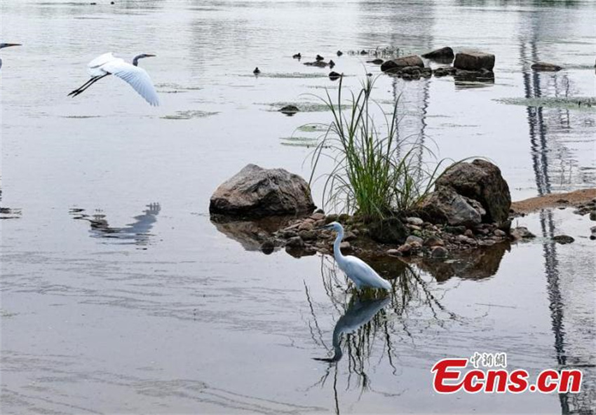 Pantanal Neiqiu: recuperação ecológica cria santuário de aves em Hebei