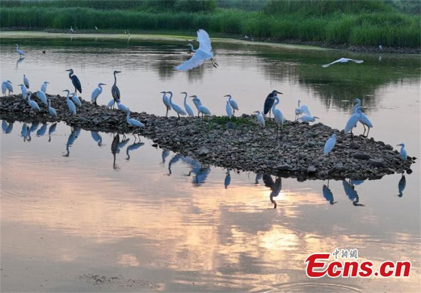 Pantanal Neiqiu: recuperação ecológica cria santuário de aves em Hebei