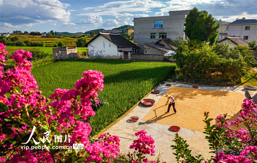 Guizhou: agricultores aproveitam o outono para fazer secagem de grãos