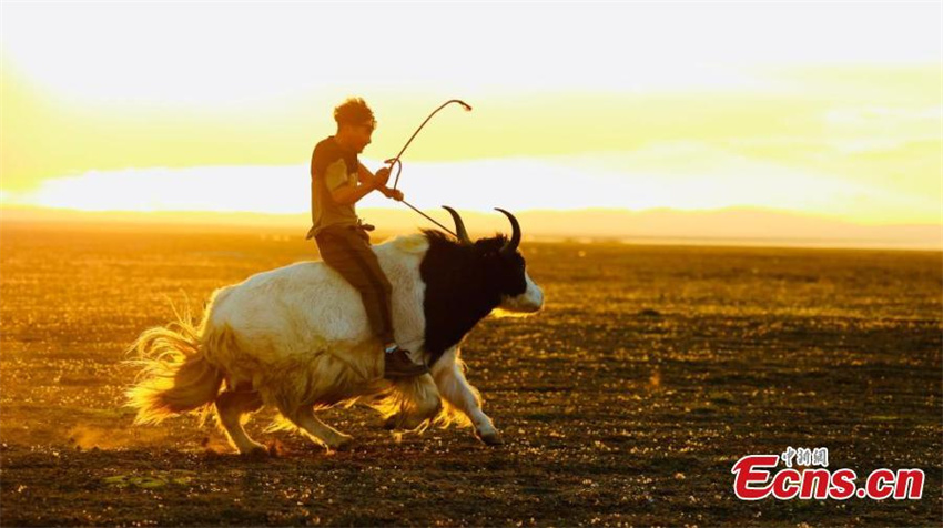 Festival de corrida de iaques é celebrado em Qinghai