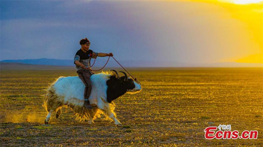 Festival de corrida de iaques é celebrado em Qinghai