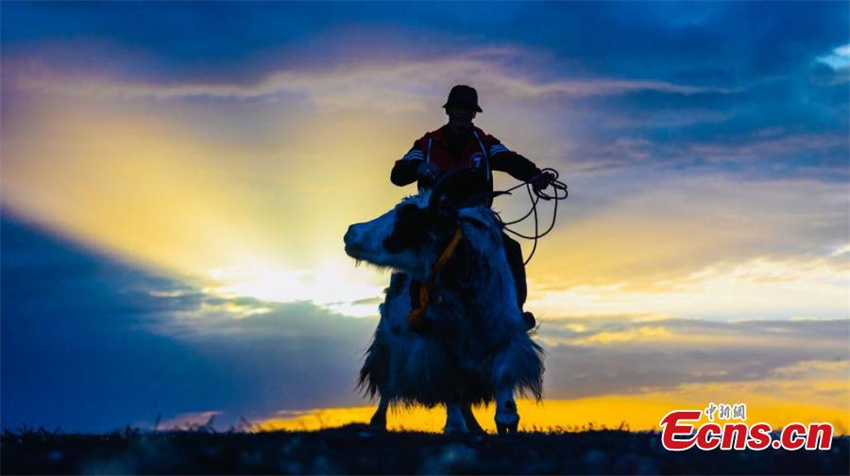 Festival de corrida de iaques é celebrado em Qinghai