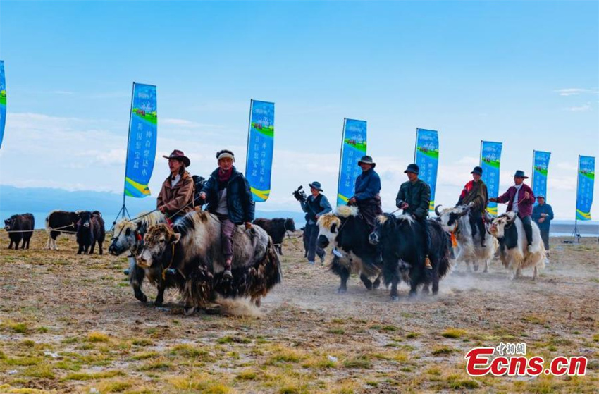 Festival de corrida de iaques é celebrado em Qinghai