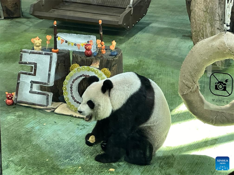 Panda gigante nascida na parte continental da China comemora 20 anos em Taipei