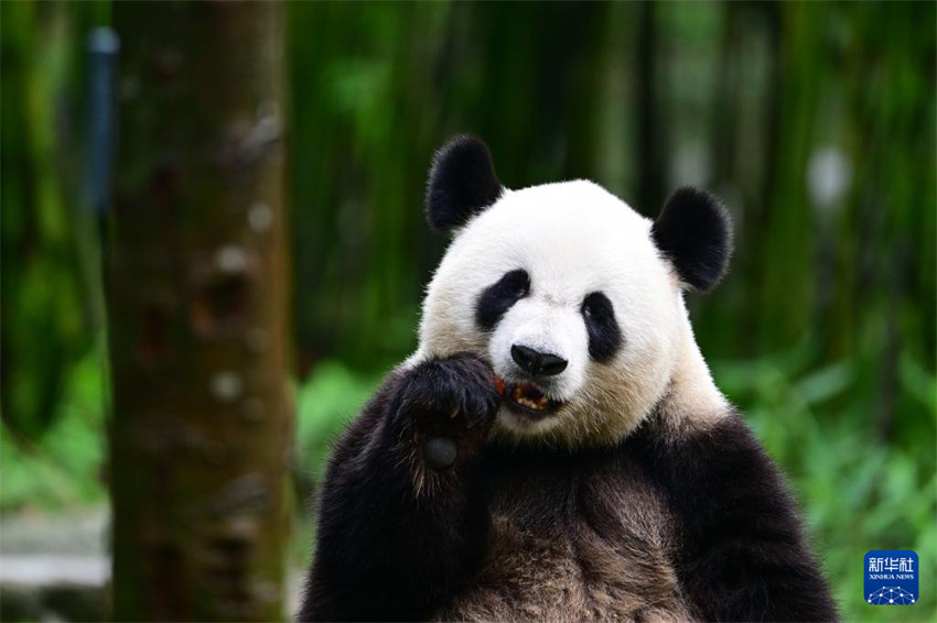 Par de pandas gigantes partem para Hong Kong