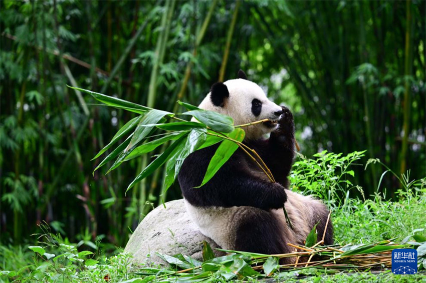 Par de pandas gigantes partem para Hong Kong