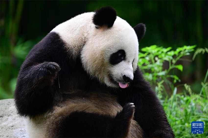 Par de pandas gigantes partem para Hong Kong