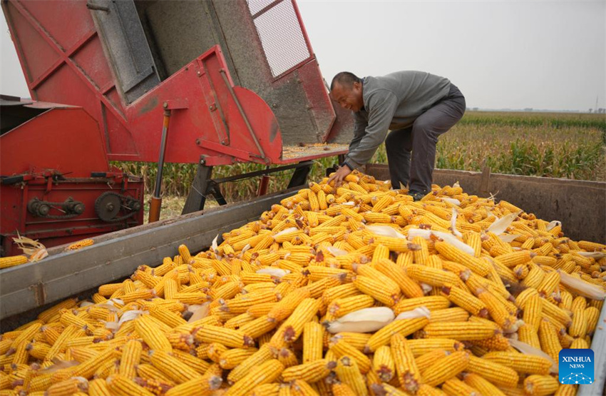 Um agricultor carrega milho colhido em Deping, no condado de Linyi, província de Shandong, leste da China, em 9 de outubro de 2024.