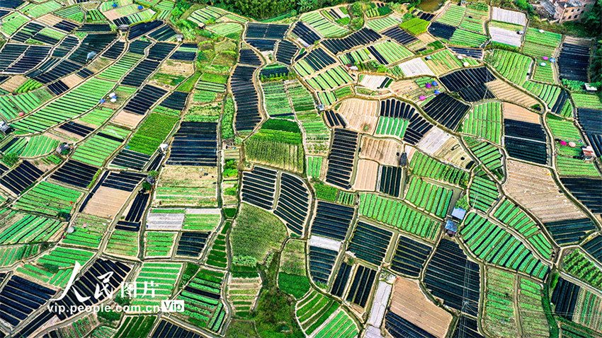 Galeria: beleza dos campos de Guangxi no início do outono