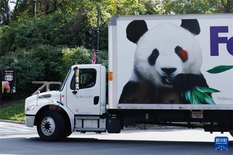 "Baoli" e "Qingbao" reacendem febre dos pandas nos EUA