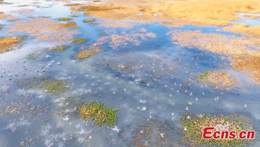 Milhares de aves migratórias descansam nos pântanos do lago Gascule, no noroeste da China