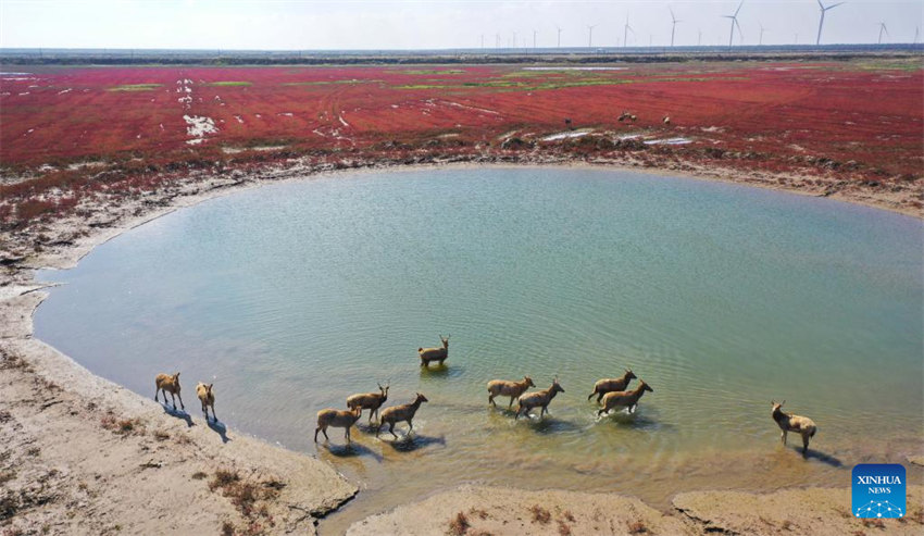 Galeria: vista aérea da zona úmida de Tiaozini em Yancheng, Jiangsu