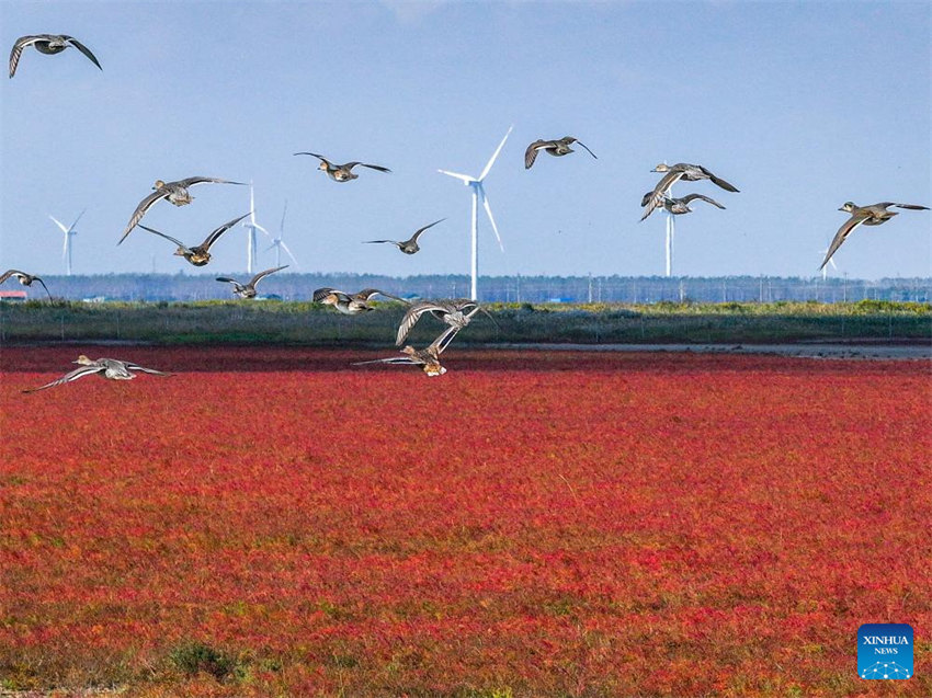 Galeria: vista aérea da zona úmida de Tiaozini em Yancheng, Jiangsu