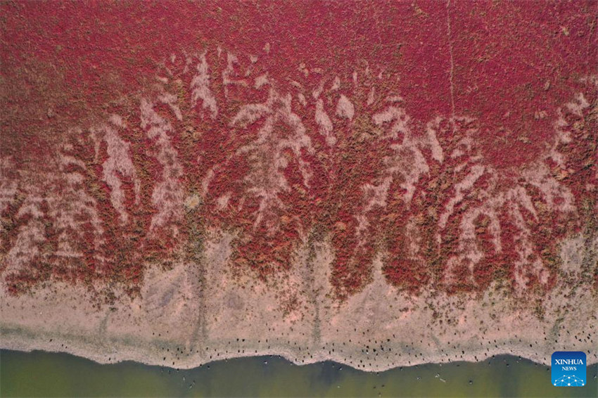 Galeria: vista aérea da zona úmida de Tiaozini em Yancheng, Jiangsu