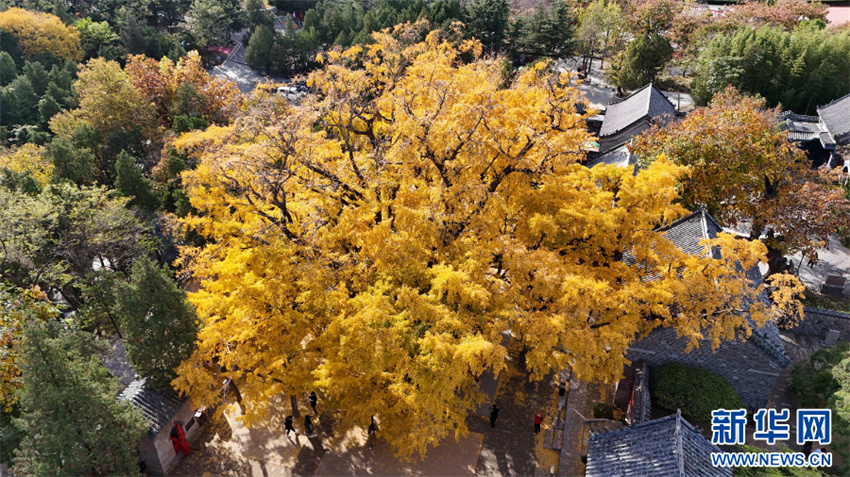 Árvore ginkgo de mil anos está em seu melhor período de visualização em Shandong