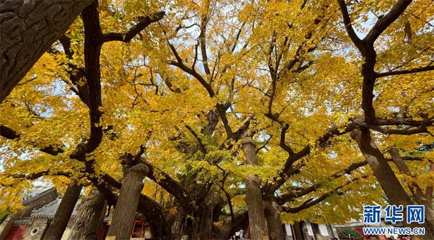 Árvore ginkgo de mil anos está em seu melhor período de visualização em Shandong