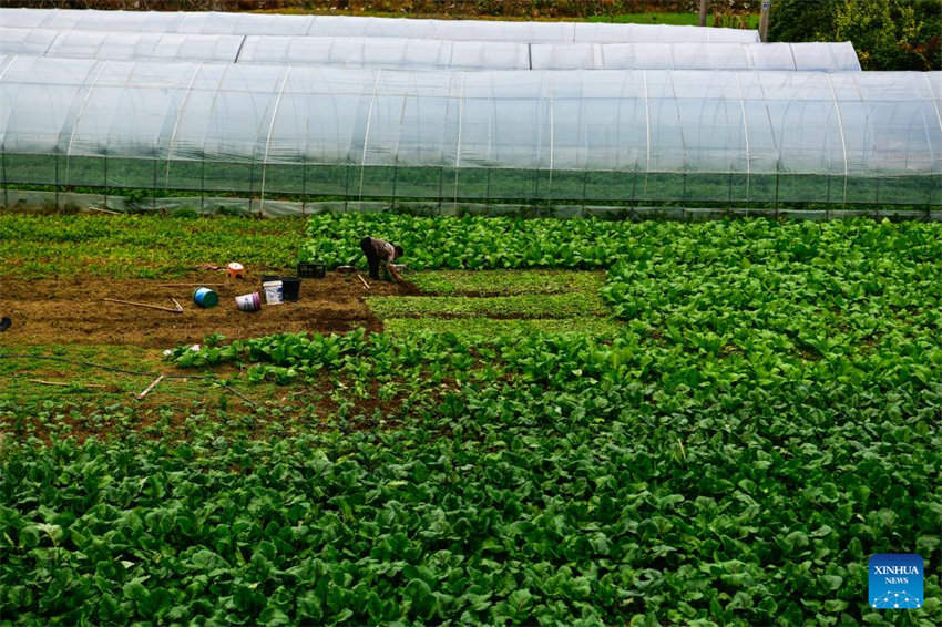 Linha especial de ônibus ajuda moradores a vender produtos agrícolas em Guizhou