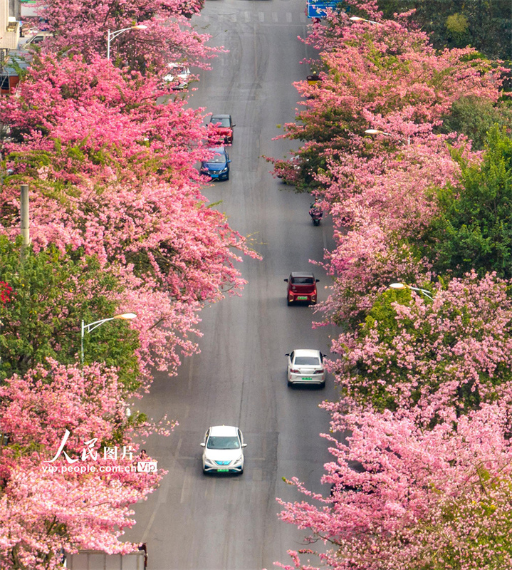 Liuzhou: estrada de flores cor-de-rosa se assemelha a uma pintura