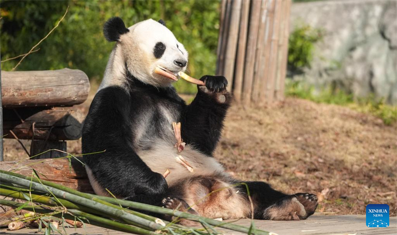 Galeria: pandas atraem visitantes no resort turístico de Nanjing, no leste da China