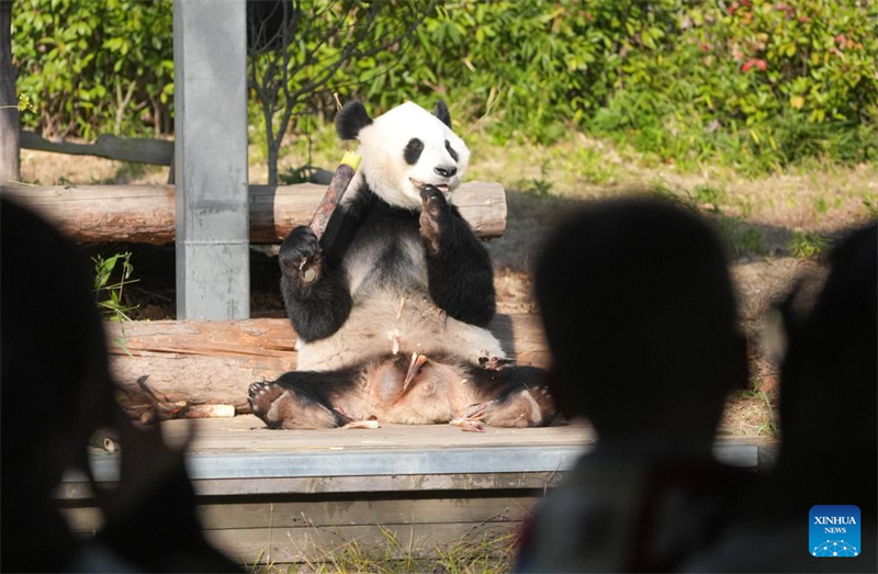 Galeria: pandas atraem visitantes no resort turístico de Nanjing, no leste da China