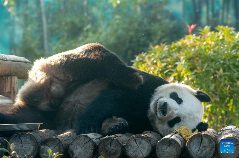 Galeria: pandas atraem visitantes no resort turístico de Nanjing, no leste da China