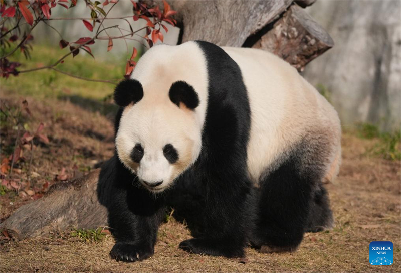 Galeria: pandas atraem visitantes no resort turístico de Nanjing, no leste da China