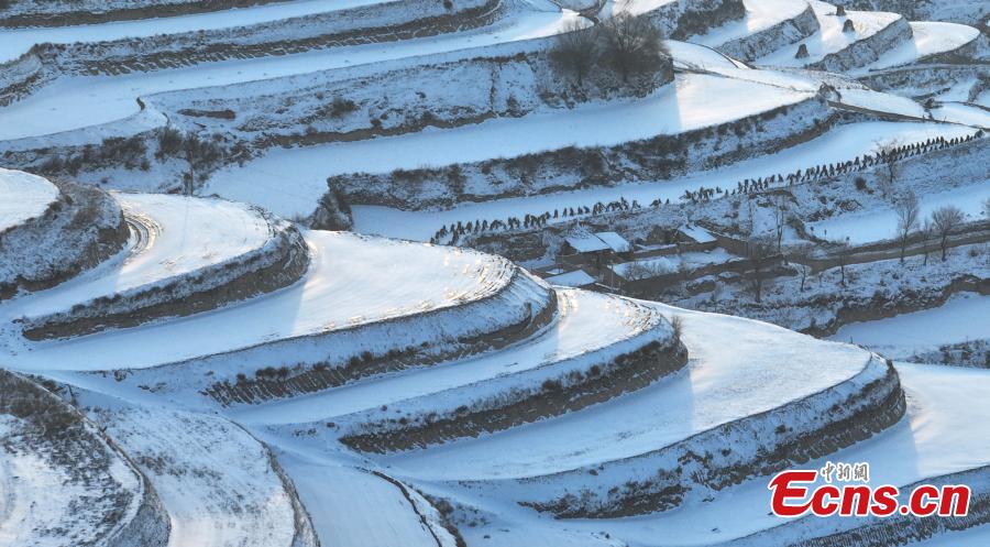 Campos em terraços cobertos de neve se assemelham às 