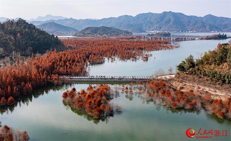 Galeria: metasequoias vermelhos transformam lago Changtan em quadro vivo, leste da China