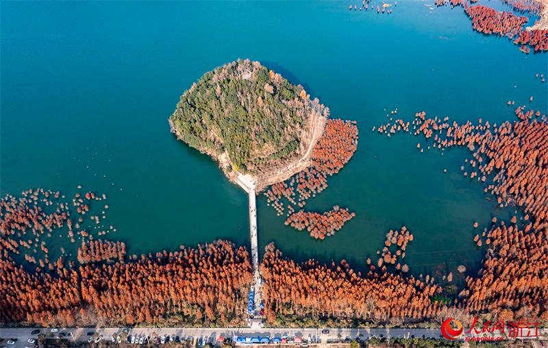 Galeria: metasequoias vermelhos transformam lago Changtan em quadro vivo, leste da China