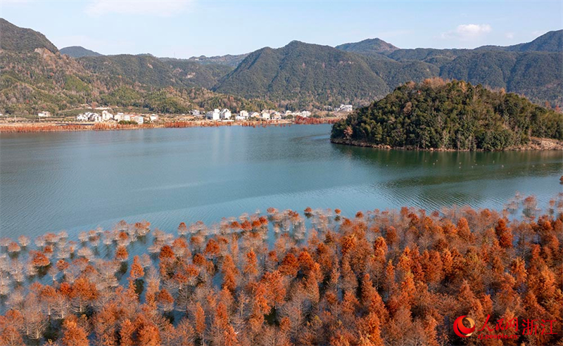 Galeria: metasequoias vermelhos transformam lago Changtan em quadro vivo, leste da China