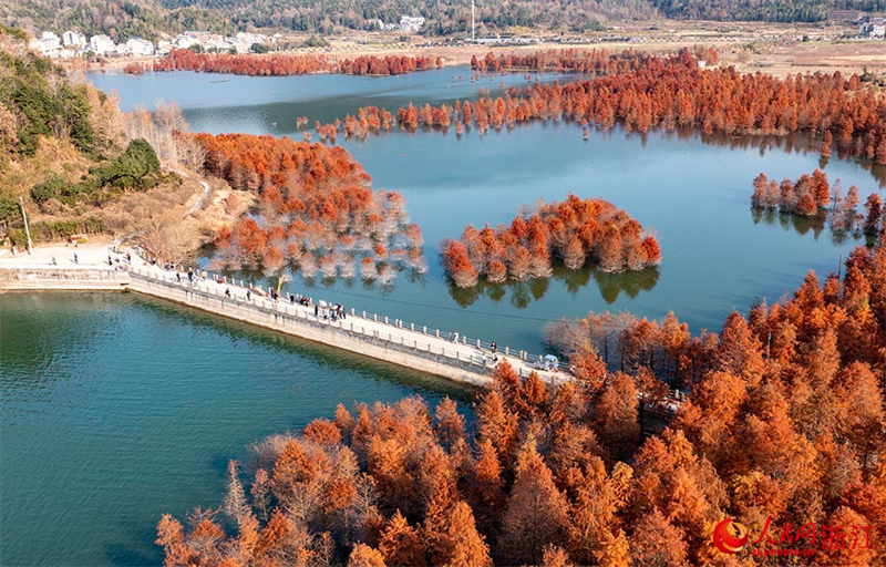 Galeria: metasequoias vermelhos transformam lago Changtan em quadro vivo, leste da China